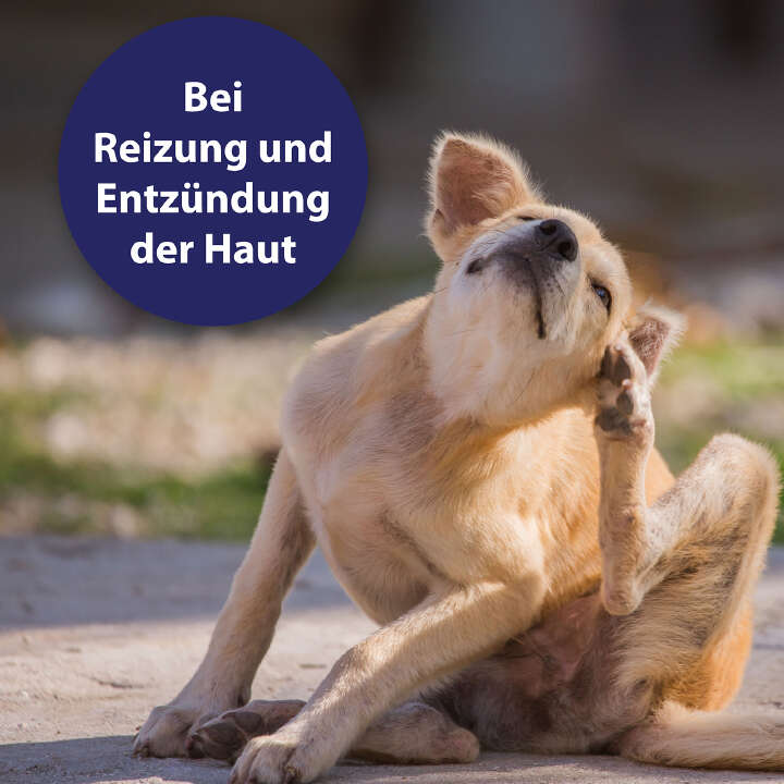 Canosept Hautpflegespray für Hunde 250 ml